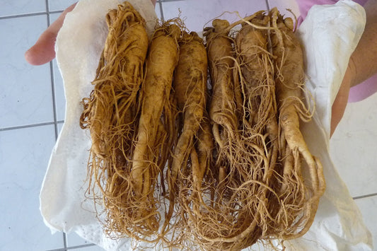 Ginseng roots held by a person on a tiled floor