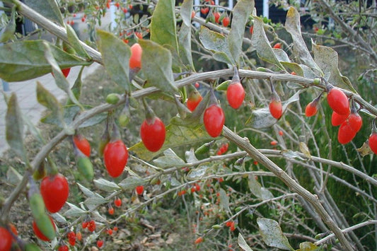 Lycium barbarum  - Goji berries  red berries and green leaf in the garden