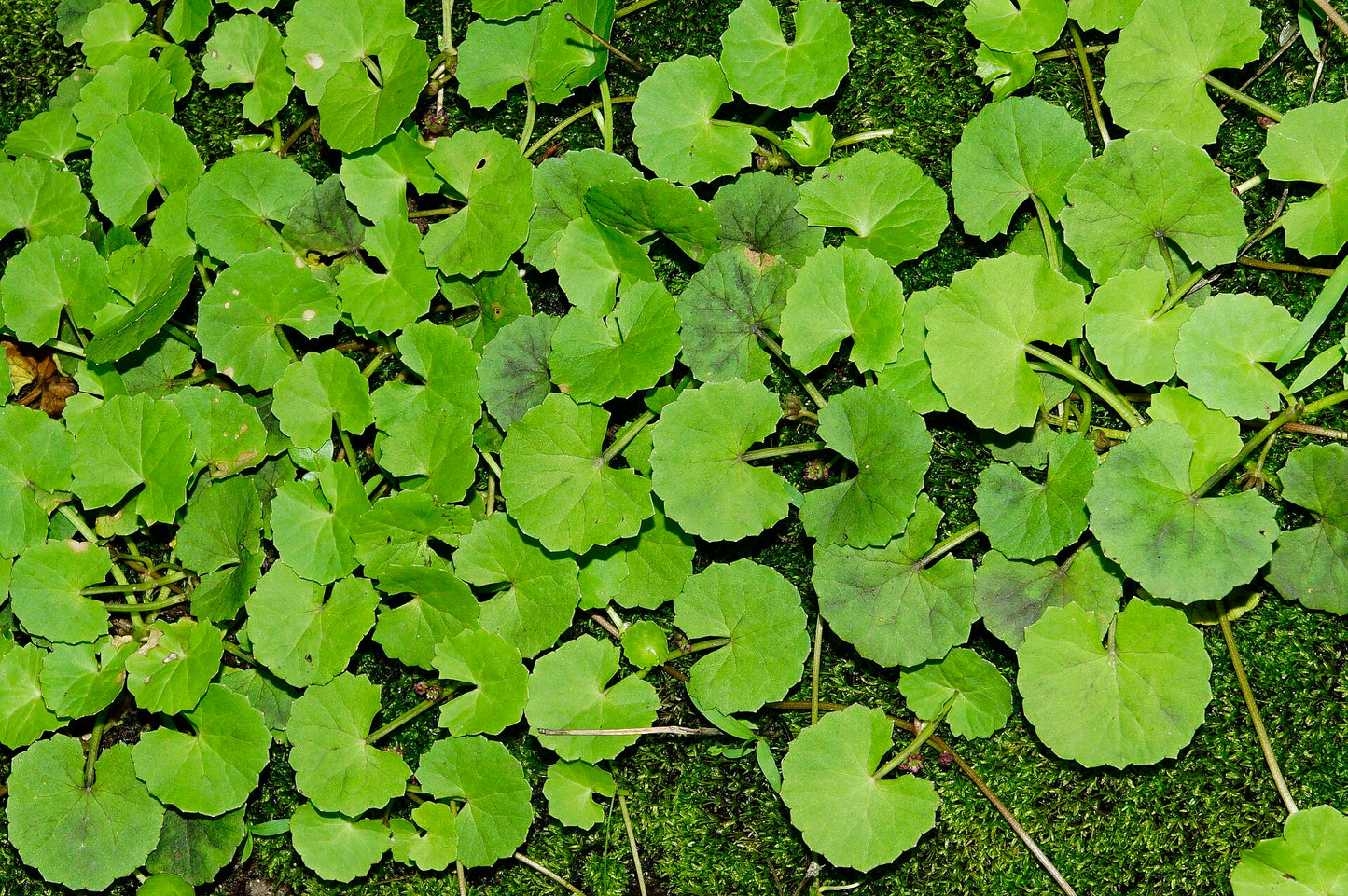 Close-up of green leafy plants on a green background