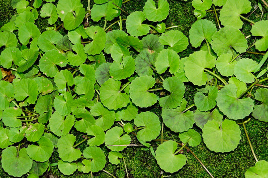 Close-up of green leafy plants on a green background