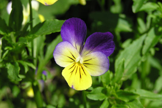 Purple and yellow flower with green leaves in the background