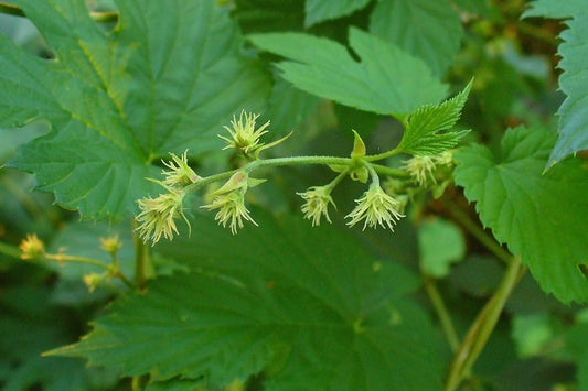 Close-up of green leaves and small white flowers