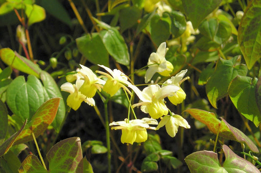 Yellow flowers with green leaves in a natural setting