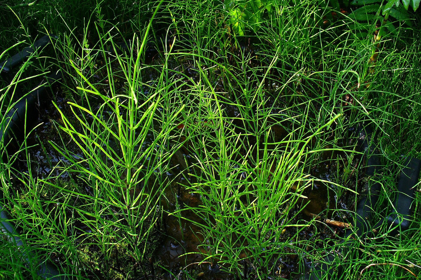 Green aquatic plants in a pond with leaves and water visible