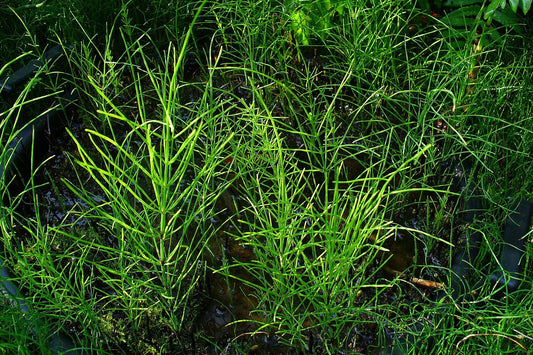 Green aquatic plants in a pond with leaves and water visible