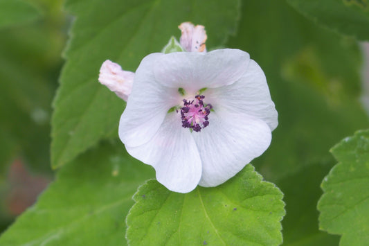 Marshmallow - Althaea officinalis