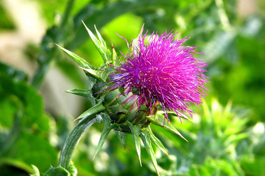 Meadowsweet milk thistle , pink flower