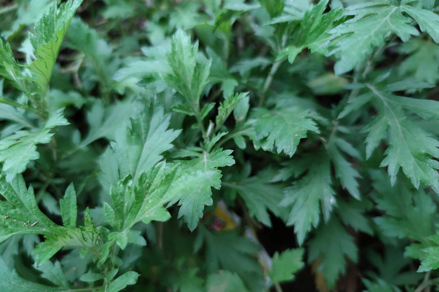 mugwort