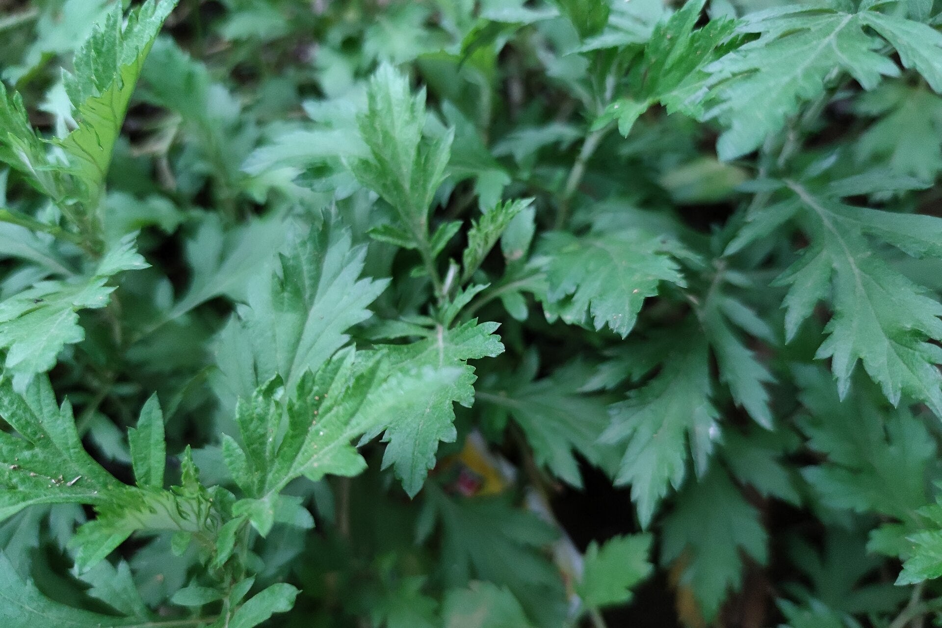 mugwort