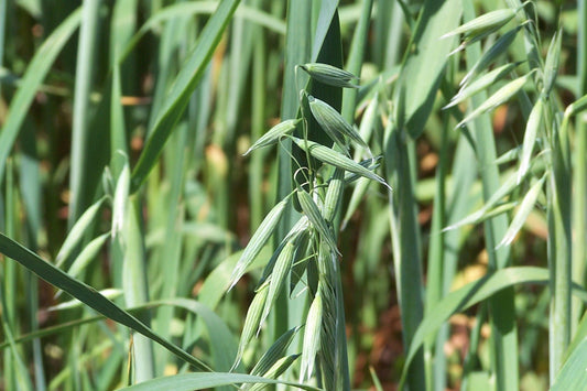 Close-up of green oat plants in a field
