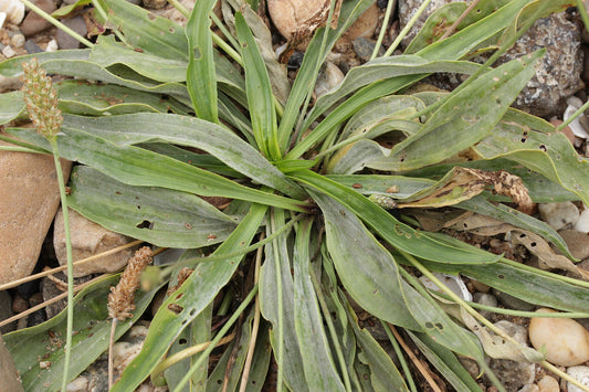 plantain Close-up of a plant with green leaves on a rocky surface