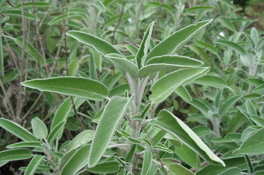 Close-up of green leafy plants with a blurred background