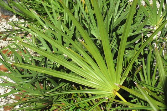 Close-up of a palm leaf with a blurred background
