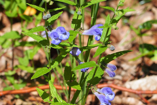 Blue flowers with green leaves on a natural background