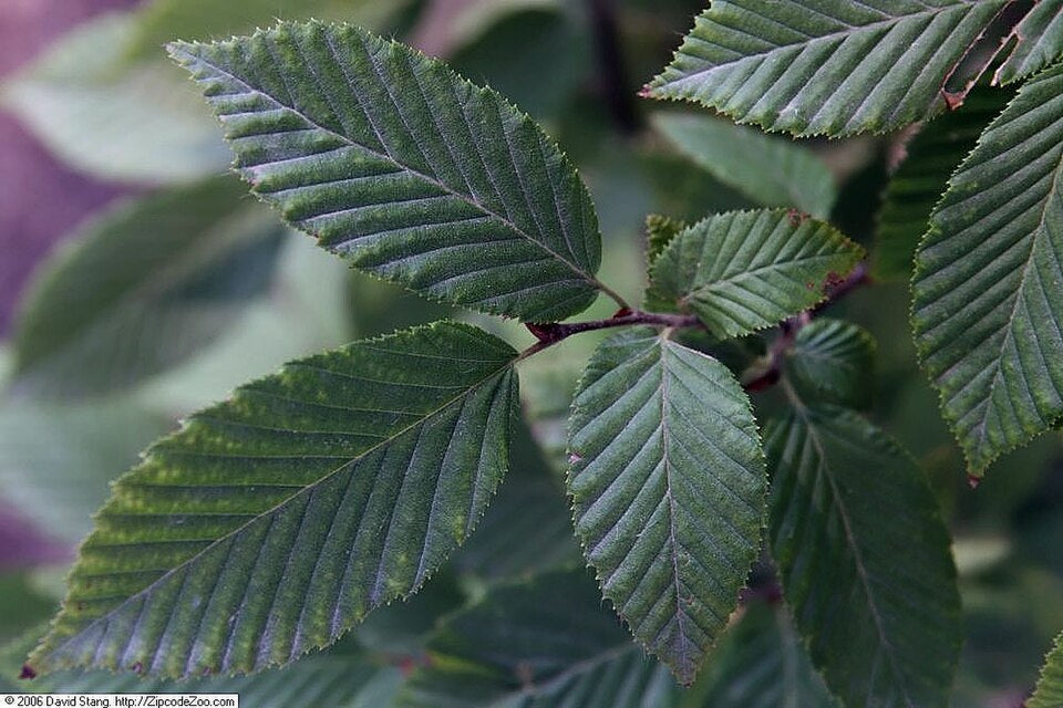 Close-up of green leaves with a blurred background