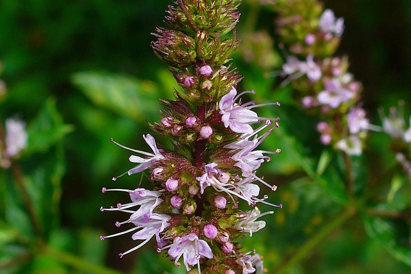 Close-up of a flowering plant with green leaves on a blurred natural background