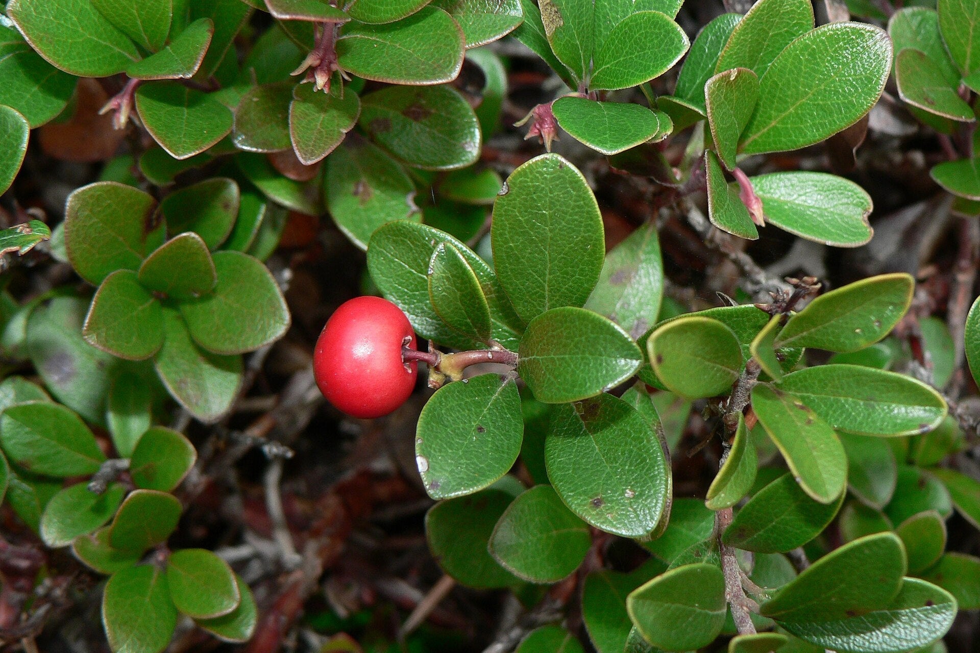 Red berry on a green leafy plant