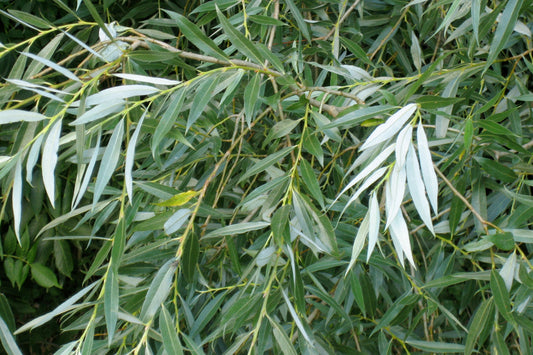 white will salix leaf]
