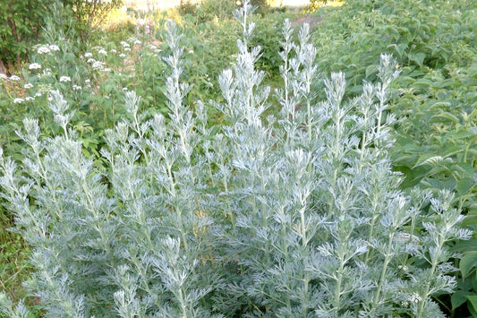 wormwood plant, green sage colour